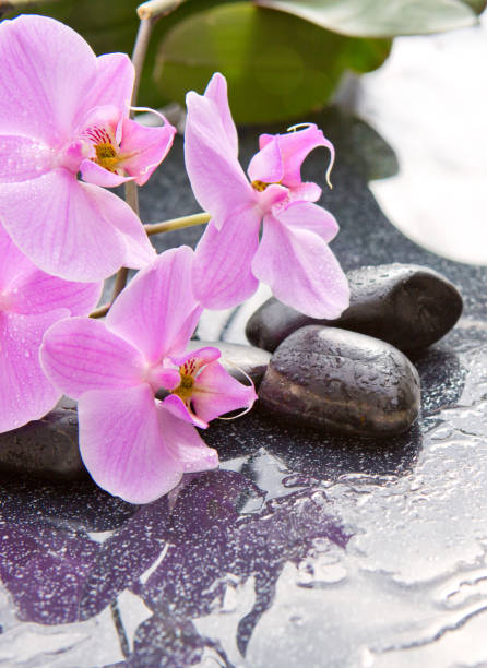 istock Spa stones and pink orchid on gray background 675961806