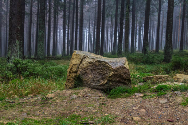 The old and autumn forest in Harz, Germany.