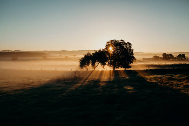 istock Beautiful misty rural landscape. Dawn light. 675962320