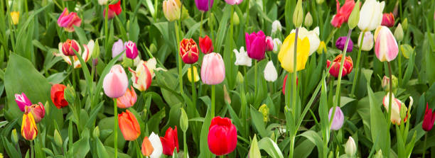 istock Colorful tulips background 675964670