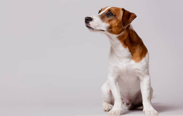 istock cute jack russel terrier sitting in front of wonderful white background 675964784