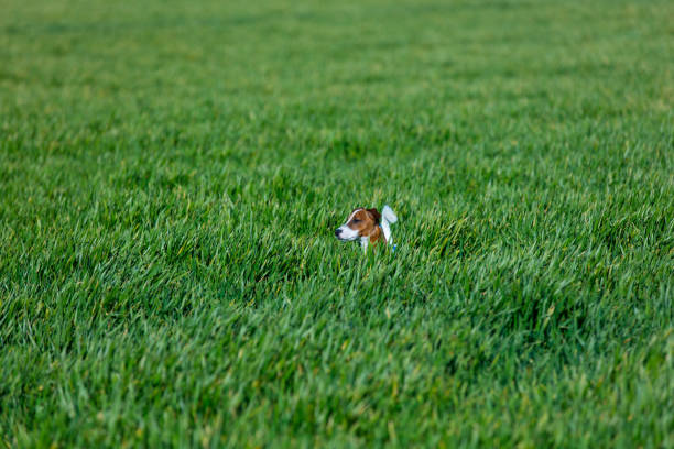 Sweet tricolor Border Collie Mix is eating green gras outside