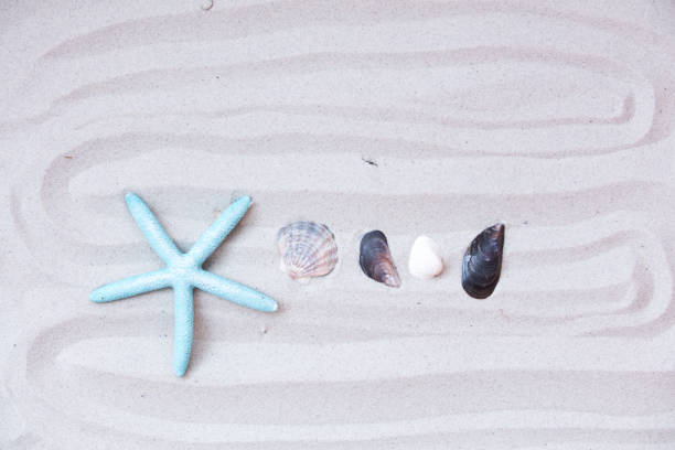 beautiful sea shells lying on wonderful summer beach background