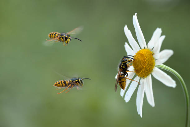 istock Insects wasps flying around the Daisy flower 675964866