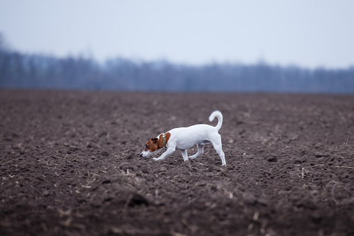 cute jack russel terrier walking on the wonderful ground field