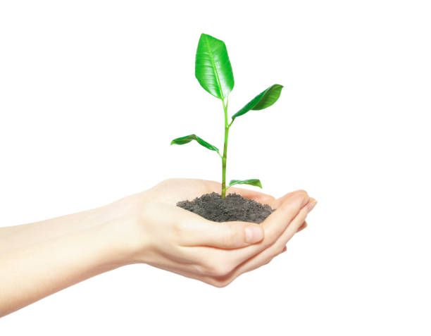 istock Human hands holding green small plant new life concept 675965682