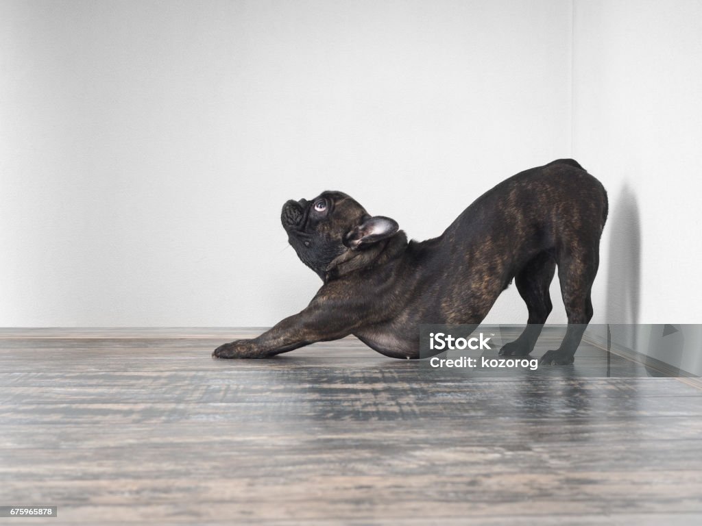 Cão engraçados trechos. Pose engraçada. Raça bulldog francês - Foto de stock de Esticar royalty-free