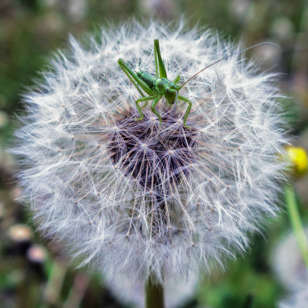 istock Fauna and flora of Bugey 675968948