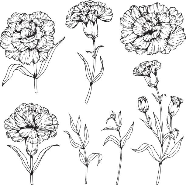 ilustrações de stock, clip art, desenhos animados e ícones de carnation flowers drawing and sketch with line-art on white backgrounds. - caryophyllaceae