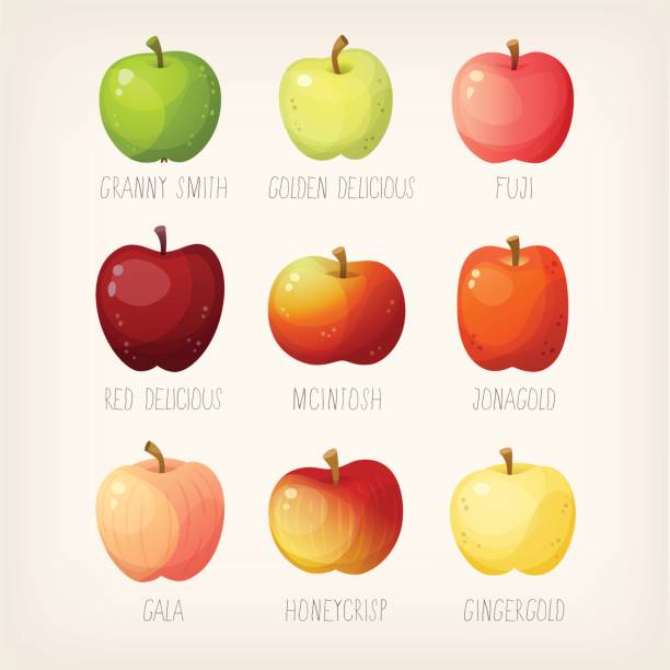 ilustrações de stock, clip art, desenhos animados e ícones de list of apples - apple granny smith apple green vector