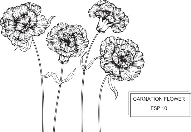 Carnation Flowers Drawing And Sketch With Lineart On White Backgrounds  Stock Illustration - Download Image Now - iStock
