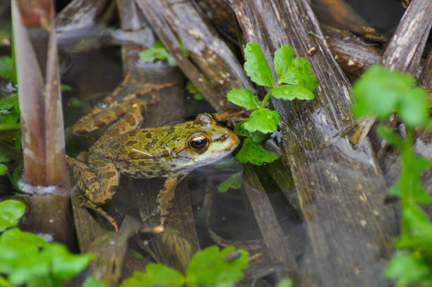 istock The edible frog (Pelophylax kl. esculentus) common water frog or green frog. 675975578