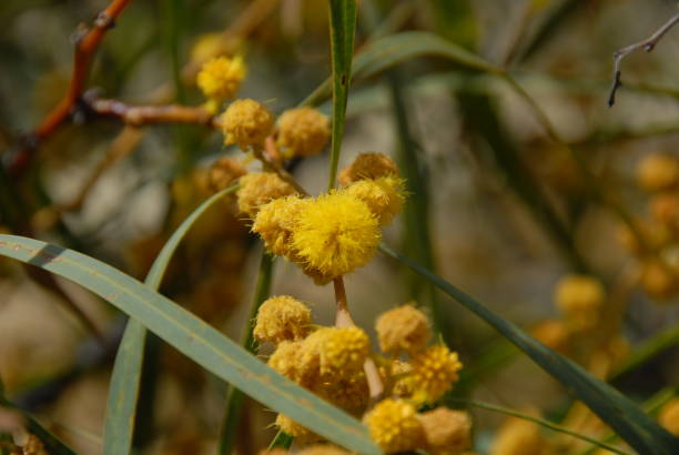 istock Yellow mimosa in Spain 675976884