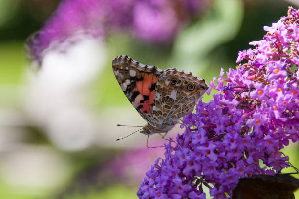 istock butterfly on summer flowers 675979424