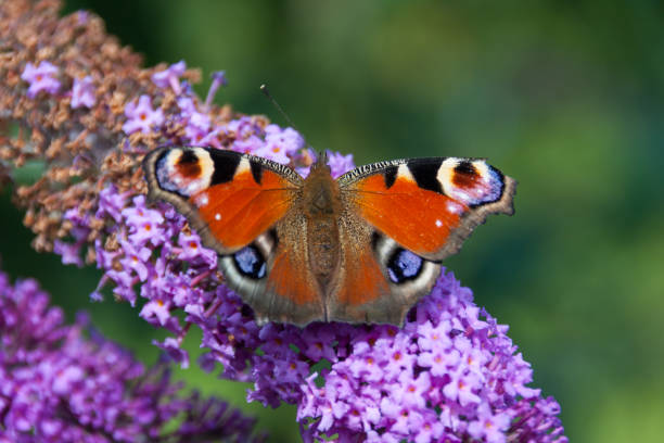 istock butterfly on summer flowers 675979668