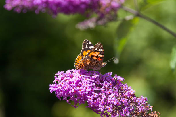istock butterfly on summer flowers 675980290