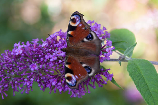 istock butterfly on summer flowers 675980326
