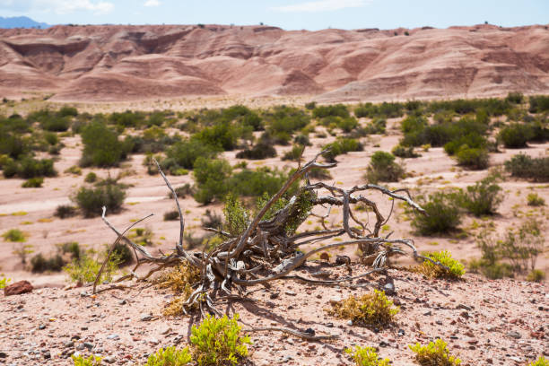 desert landscape of province of la rioja - foothills parkway imagens e fotografias de stock