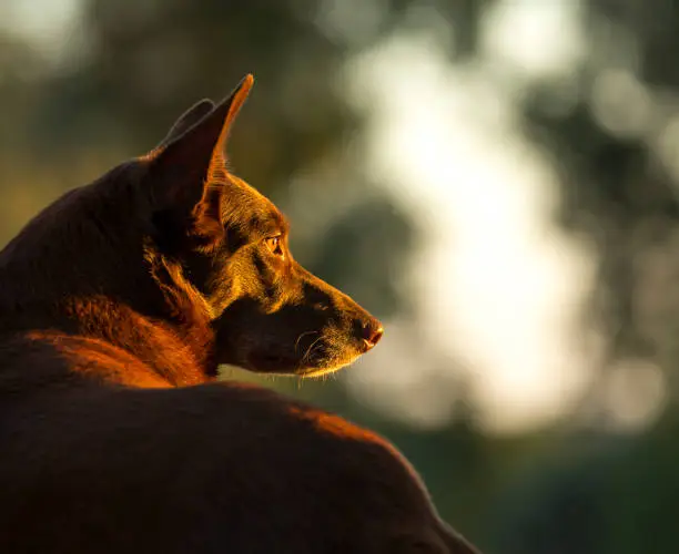 Kelpie relaxing at sunset in the Australian outback