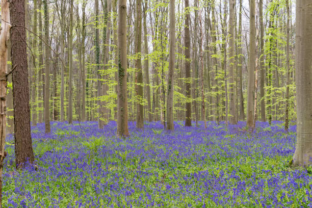 istock Hallerbos forest, Dutch for Halle forest 675994482