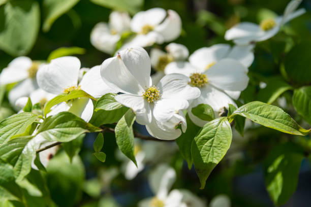 istock White dog wood blossoms 675997142