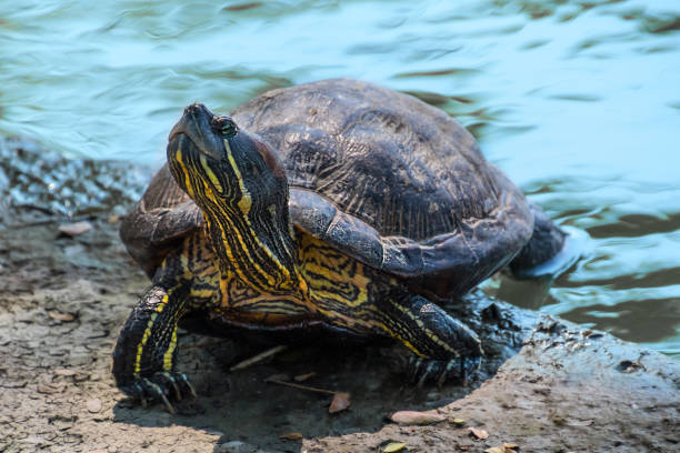 istock Turtle taking a bath in the sun to get warm 676001110