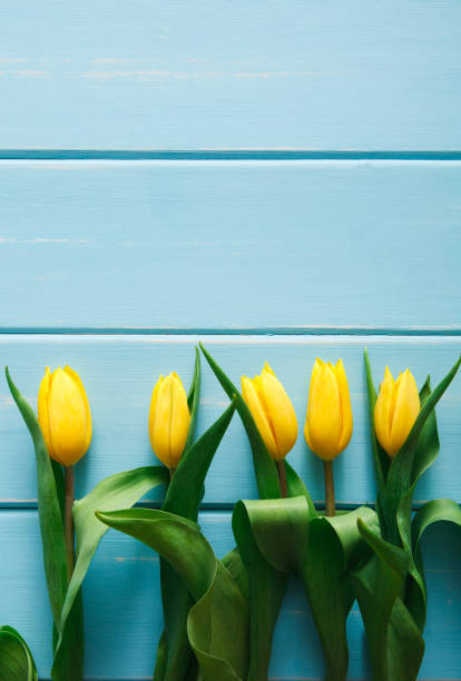 istock Yellow tulips on blue wood background, copy space 676004250