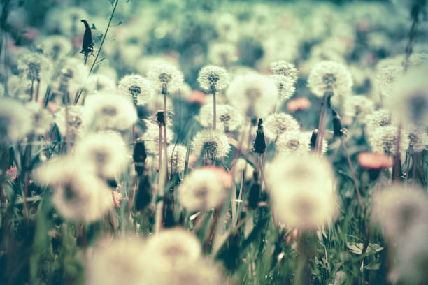 Selective and soft focus on dandelion seeds in meadow - spring in meadow