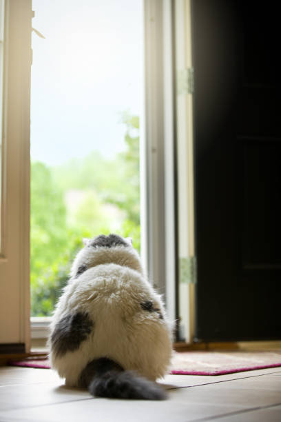istock Big Cat Looking Out Door 676005120