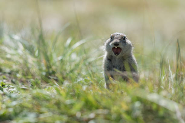 istock gopher shouts in the green grass 676005316