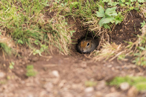 cute gray gopher looking out of a mink. nikon 70-200