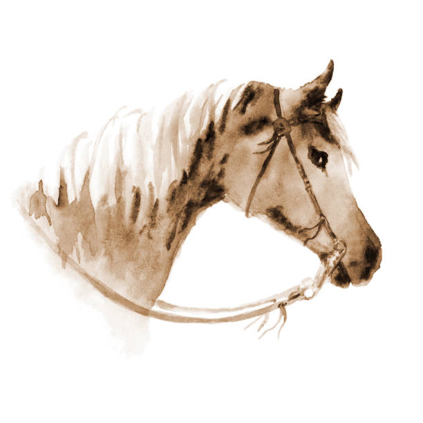 illustrazioni stock, clip art, cartoni animati e icone di tendenza di testa di cavallo occidentale cowboy seppia acquerello con briglia. - illustration and painting animal cowboy horse