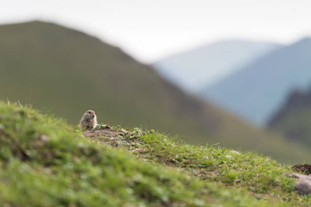 istock cute gray gopher on a background of mountains 676007874