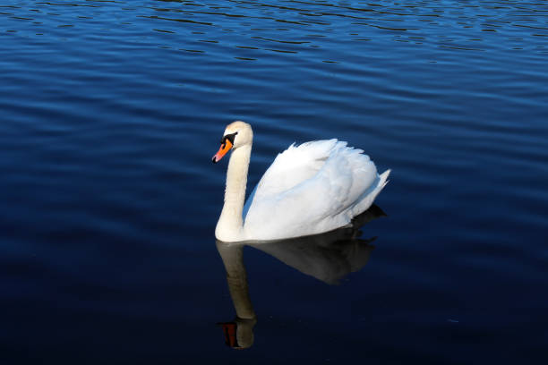istock White Swan on a blue water. 676008222