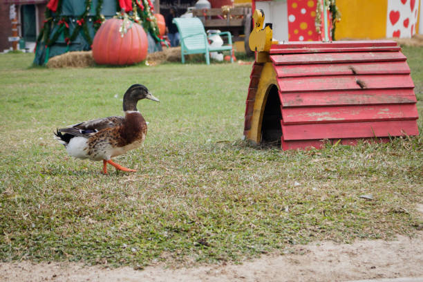 istock Duck walking near its house. 676008632