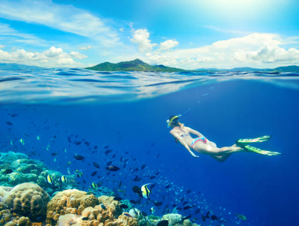 Woman swims around a coral reef surrounded by a multitude of fish. stock photo