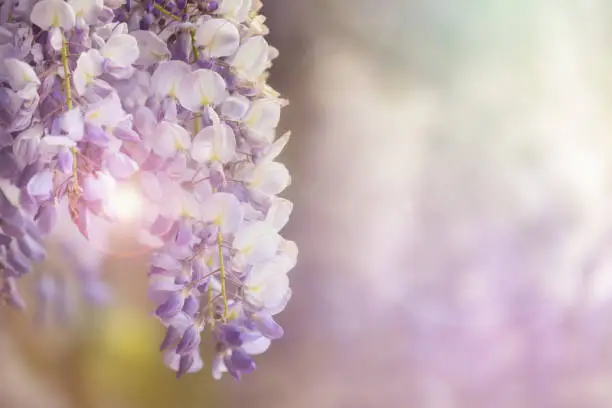 Beautiful wisteria flowers in spring sunshine, with space for text.