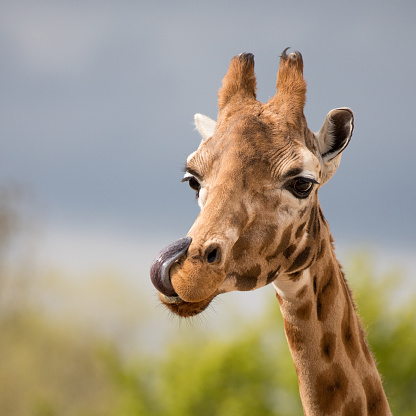 Fun portrait of an African giraffe with his tongue out.