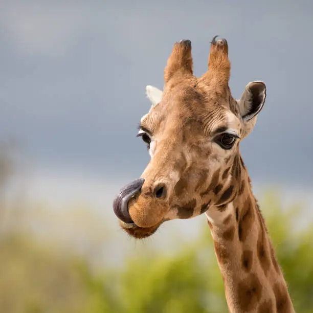 Photo of Comical giraffe with his tongue out.