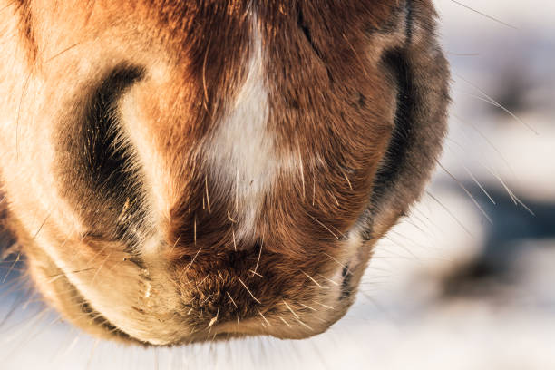 Closeup of the mule of a Icelandic horse in Chestnut or brown color. with sunshine from the left.