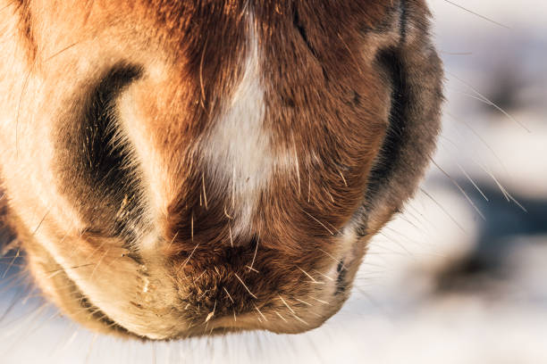 Mule of Icelandic horse stock photo