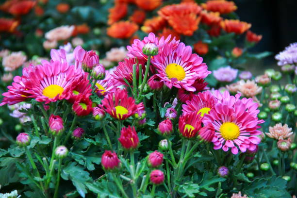 istock Beautiful of flower 676020220