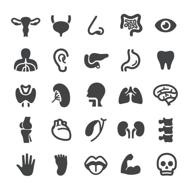 illustrazioni stock, clip art, cartoni animati e icone di tendenza di icone degli organi umani - smart series - ugola