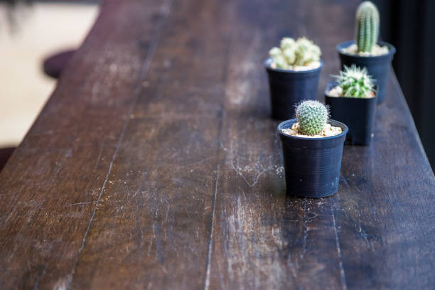 istock set of cactus on the wooden table 676023772