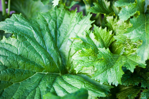 istock Green leaves. Close-up. 676026452