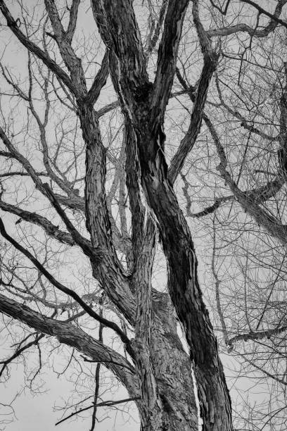 istock Winter silhouette of bare trees in monochrome 676027182
