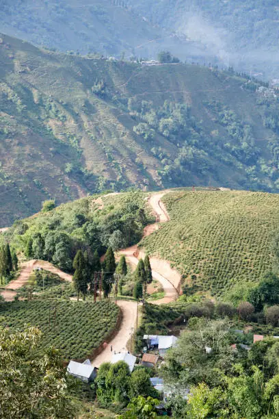 Tea plantations grown on Darjeeling slopes