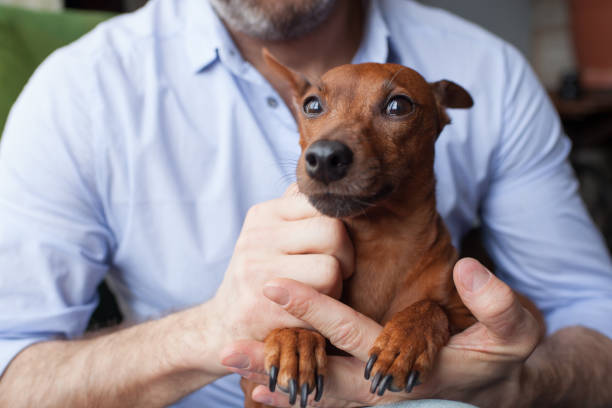 istock Dog sitting in hands of man 676030874