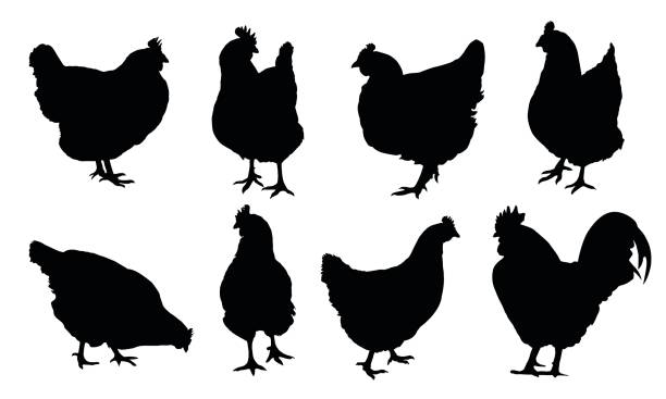 암 탉, 닭과 수 탉 흰색 배경에 고립의 현실적인 벡터 실루엣의 세트 - chicken livestock isolated white background stock illustrations