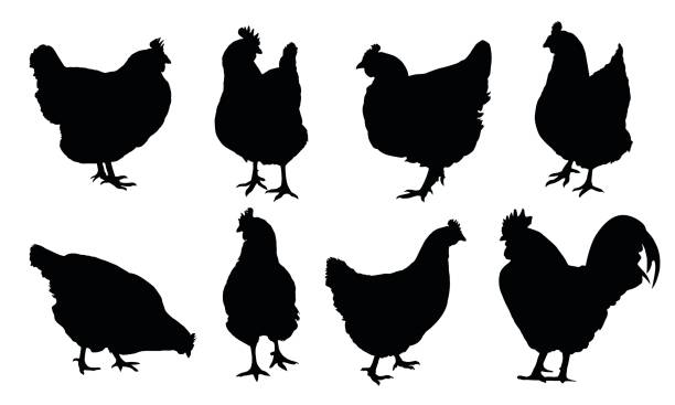 zestaw realistycznych wektorowych sylwetek kur, kurcząt i kutasa wyizolowanego na białym tle - chicken domestic animals bird poultry stock illustrations